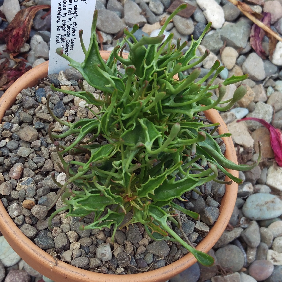 Kalanchoe katapifa Tarantula in the GardenTags plant encyclopedia Kalanchoe Tarantula in the GardenTags plant encyclopedia