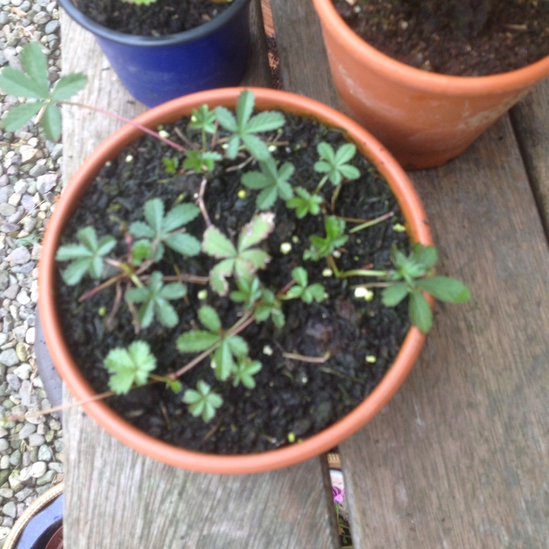 Potentilla Reptans in the GardenTags plant encyclopedia Creeping Cinquefoil in the GardenTags plant encyclopedia