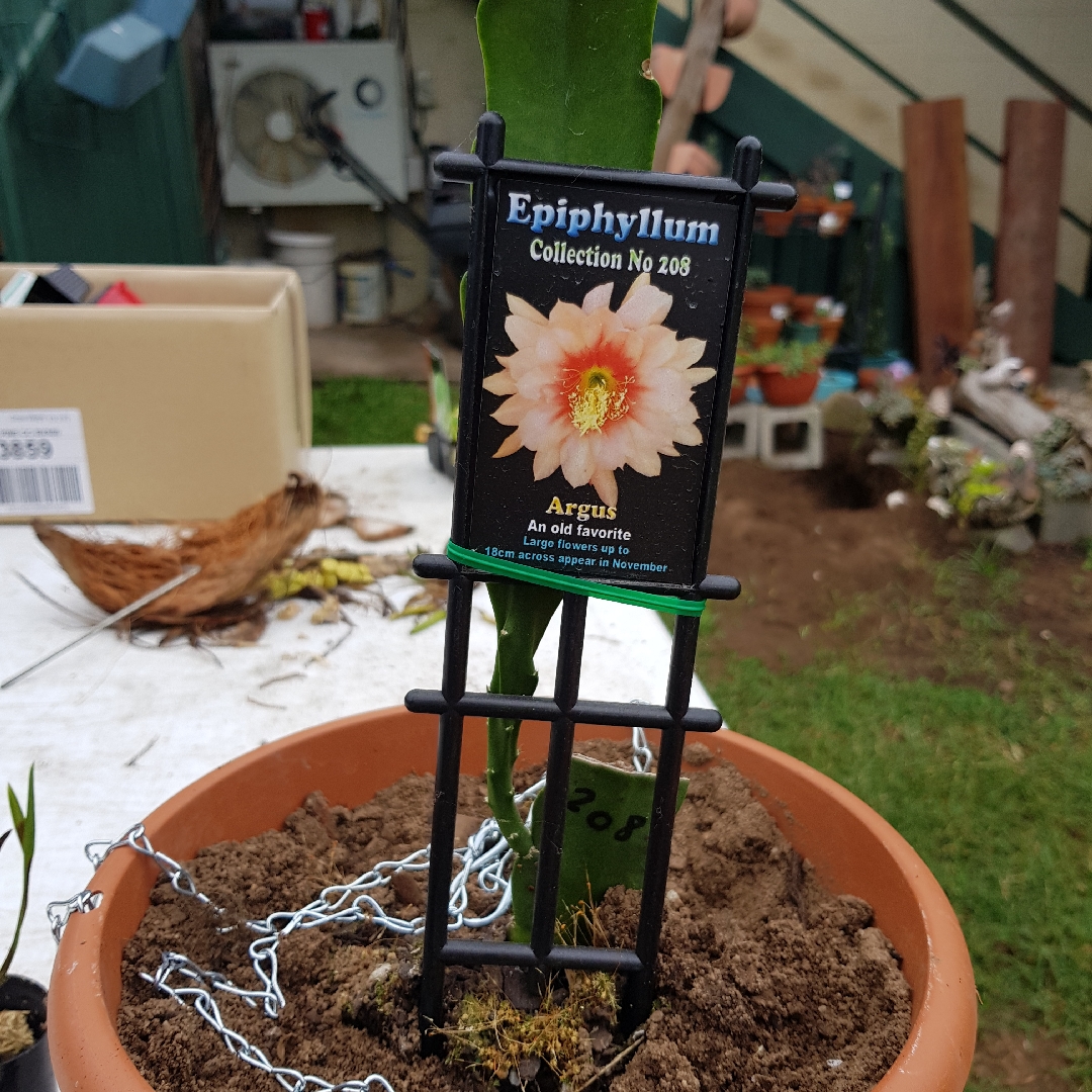 Epiphyllum argus in the GardenTags plant encyclopedia Orchid cactus Argus in the GardenTags plant encyclopedia