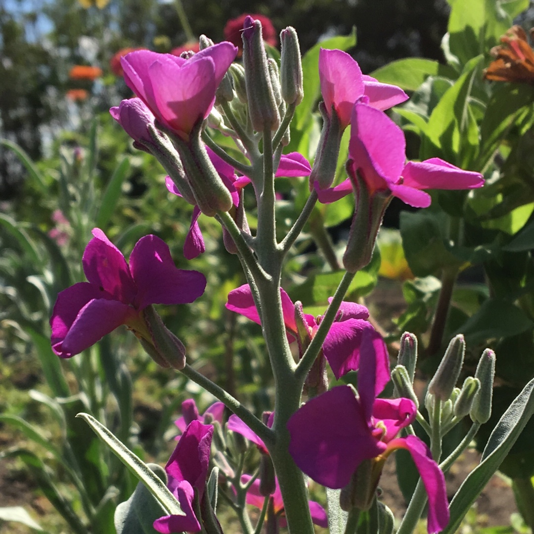 Matthiola Incana Lavender Purple in the GardenTags plant encyclopedia Lavender Purple Stock in the GardenTags plant encyclopedia