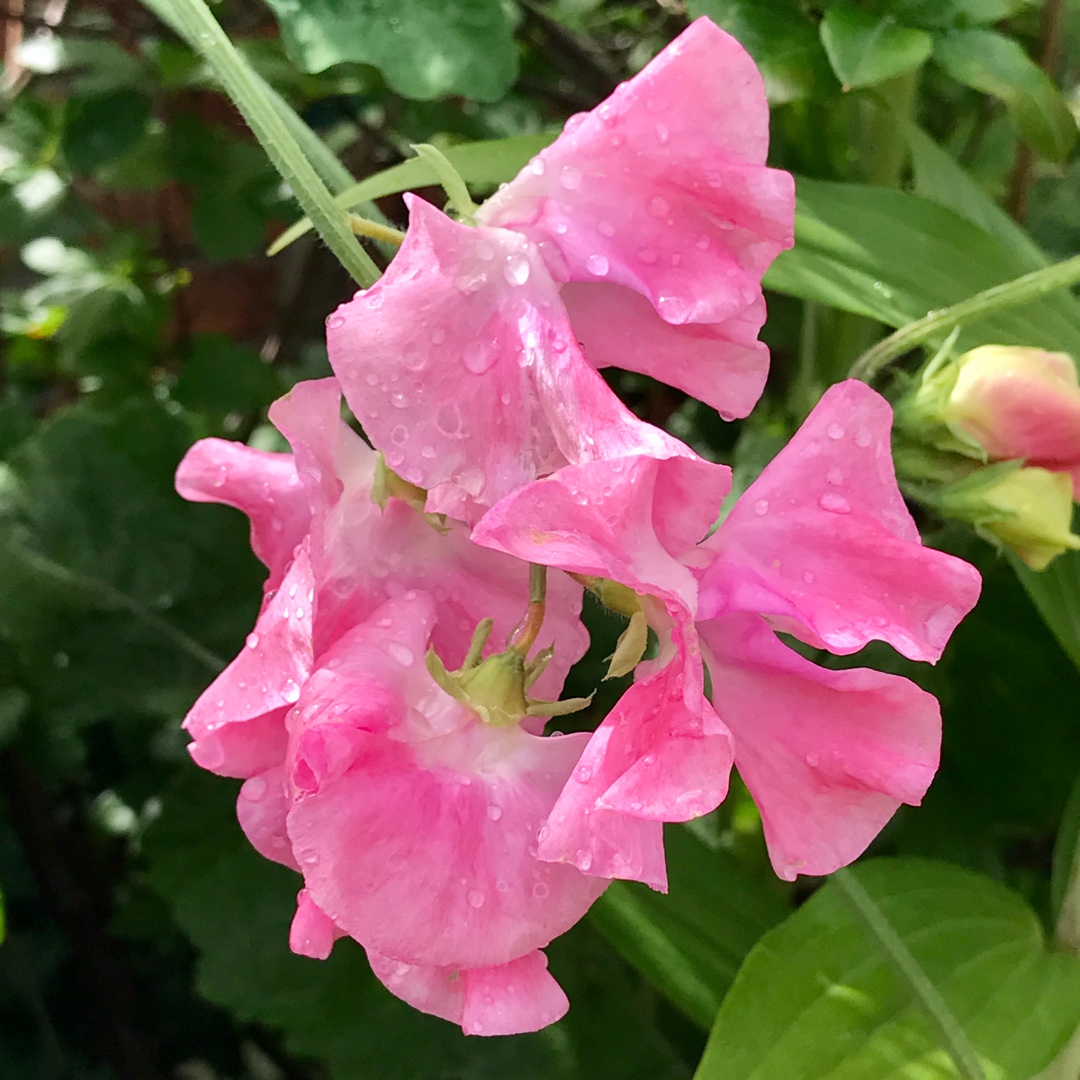 Lathyrus odoratus Eleanore Udall in the GardenTags plant encyclopedia Sweet Pea Eleanore Udall in the GardenTags plant encyclopedia