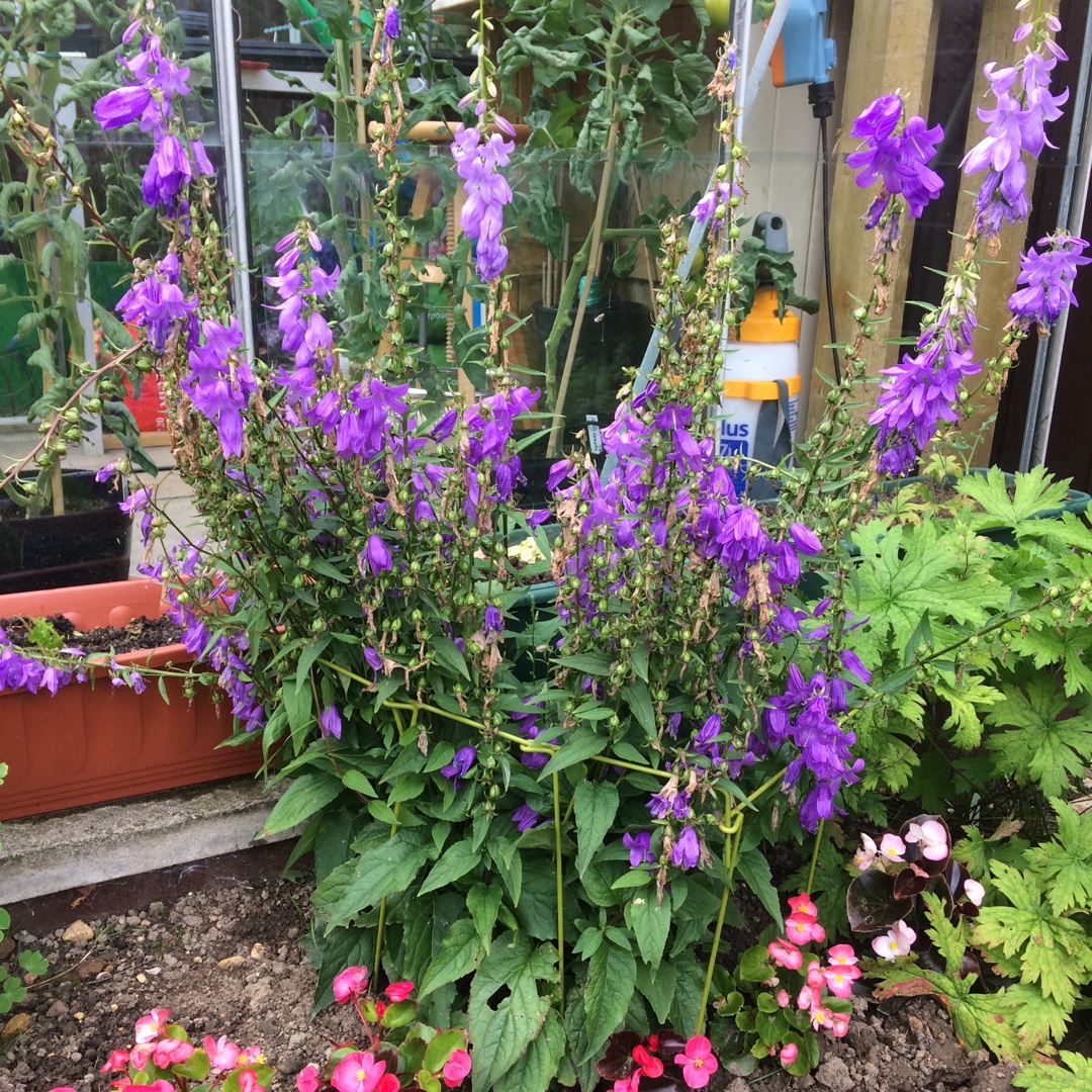 Campanula rapunculoides Campbell Blue in the GardenTags plant encyclopedia Campbell Blue in the GardenTags plant encyclopedia