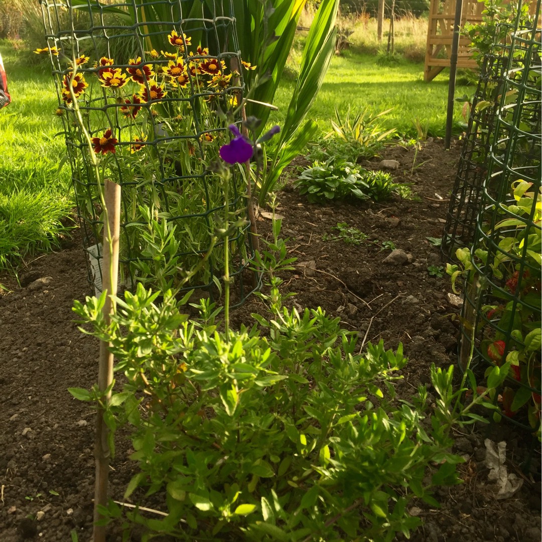 Salvia x jamensis Purple Queen in the GardenTags plant encyclopedia Salvia Purple Queen in the GardenTags plant encyclopedia