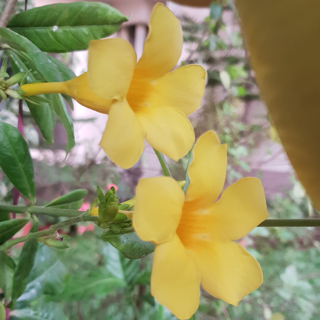 Allamanda cathartica in the GardenTags plant encyclopedia Golden Trumpet Vine in the GardenTags plant encyclopedia