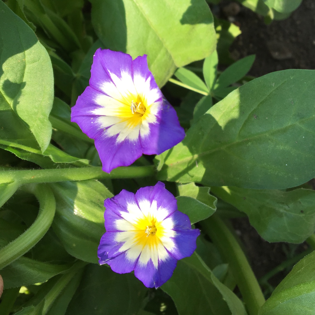 Convolvulus Tricolour Blue flash in the GardenTags plant encyclopedia Dwarf Morning Glory Blue Flash in the GardenTags plant encyclopedia