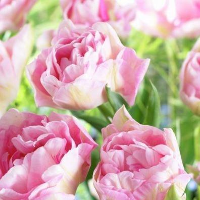 Tulip Angelique (Double Late) in the GardenTags plant encyclopedia