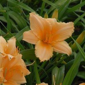 Hemerocallis Bali Hai in the GardenTags plant encyclopedia Daylily Bali Hai in the GardenTags plant encyclopedia