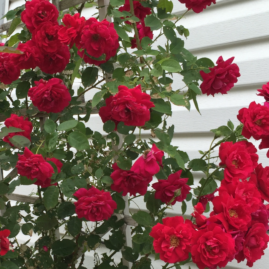 Rose Ramblin Red in the GardenTags plant encyclopedia