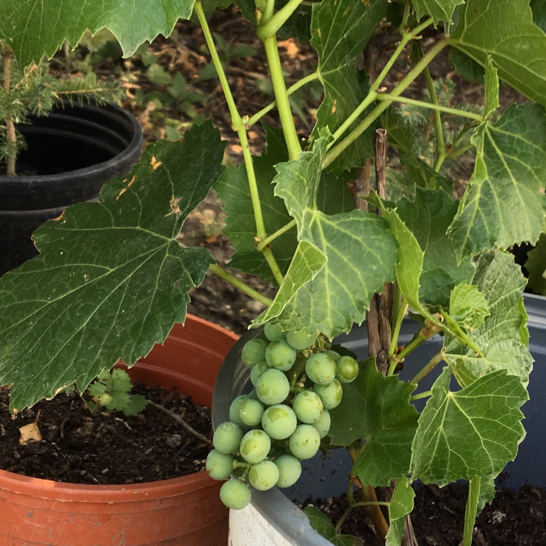 Vitis Valiant in the GardenTags plant encyclopedia Valiant Hardy Grape in the GardenTags plant encyclopedia