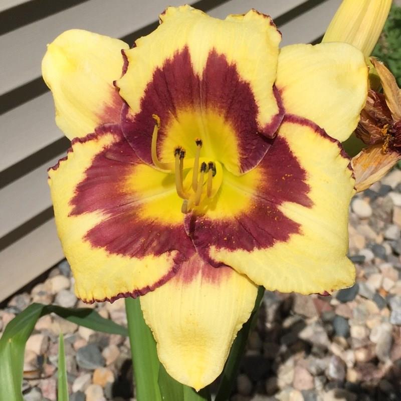 Daylily El Desperado in the GardenTags plant encyclopedia