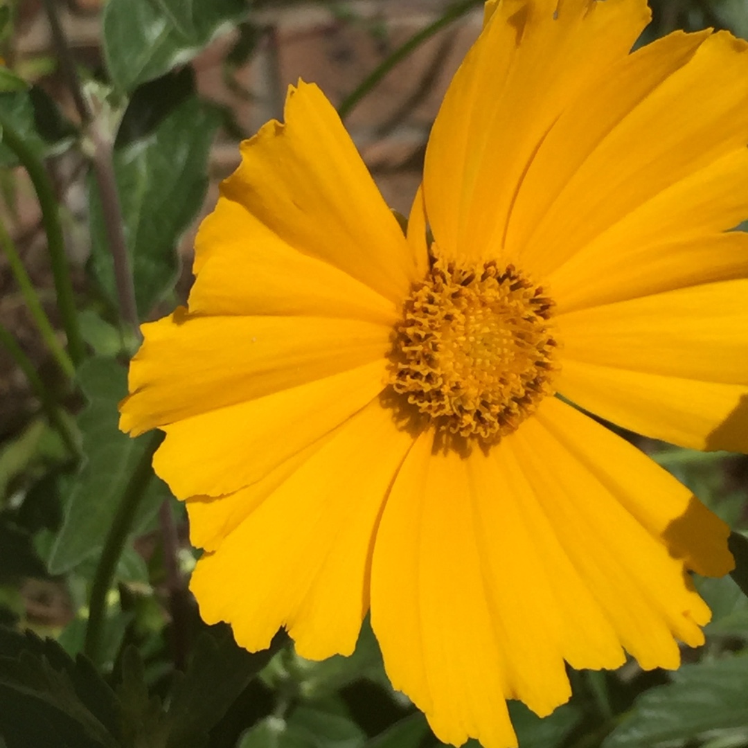 Coreopsis grandiflora Schnittgold syn. Coreopsis Cutting Gold in the GardenTags plant encyclopedia Tickseed Schnittgold in the GardenTags plant encyclopedia
