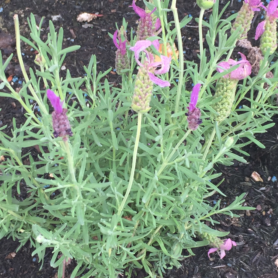Lavandula pedunculata subsp. Lusitanica syn. Lavandula sampaioana Lusitanica in the GardenTags plant encyclopedia Lavender Lusitanica in the GardenTags plant encyclopedia