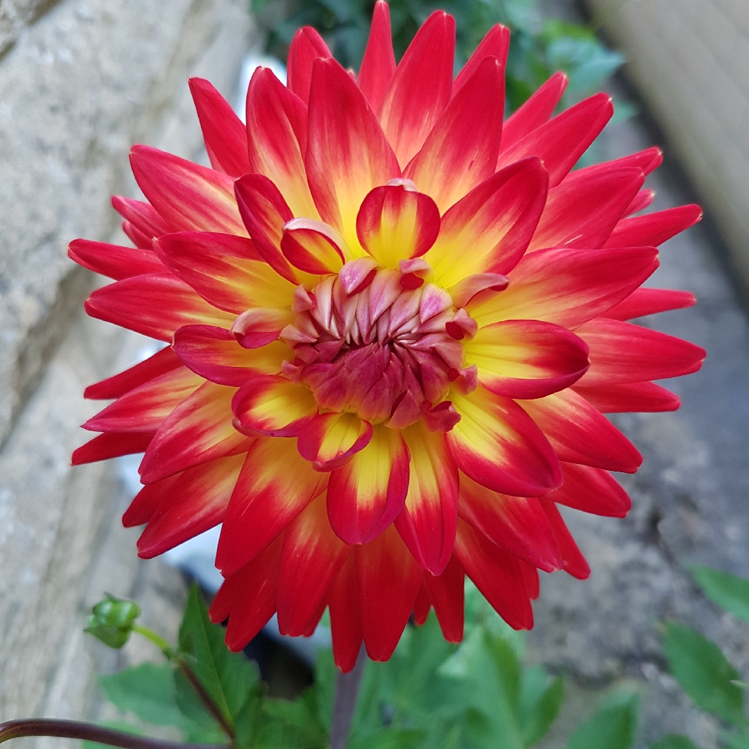 Dahlia Karma Bon Bini in the GardenTags plant encyclopedia Dahlia Karma Bon Bini (Cactus) in the GardenTags plant encyclopedia