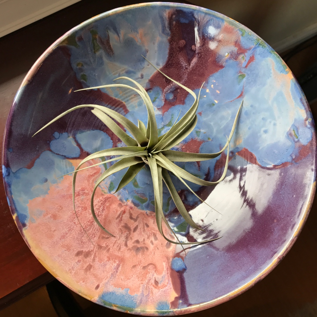 Tillandsia chiapensis in the GardenTags plant encyclopedia Airplant (Species) Tillandsia chiapensis in the GardenTags plant encyclopedia