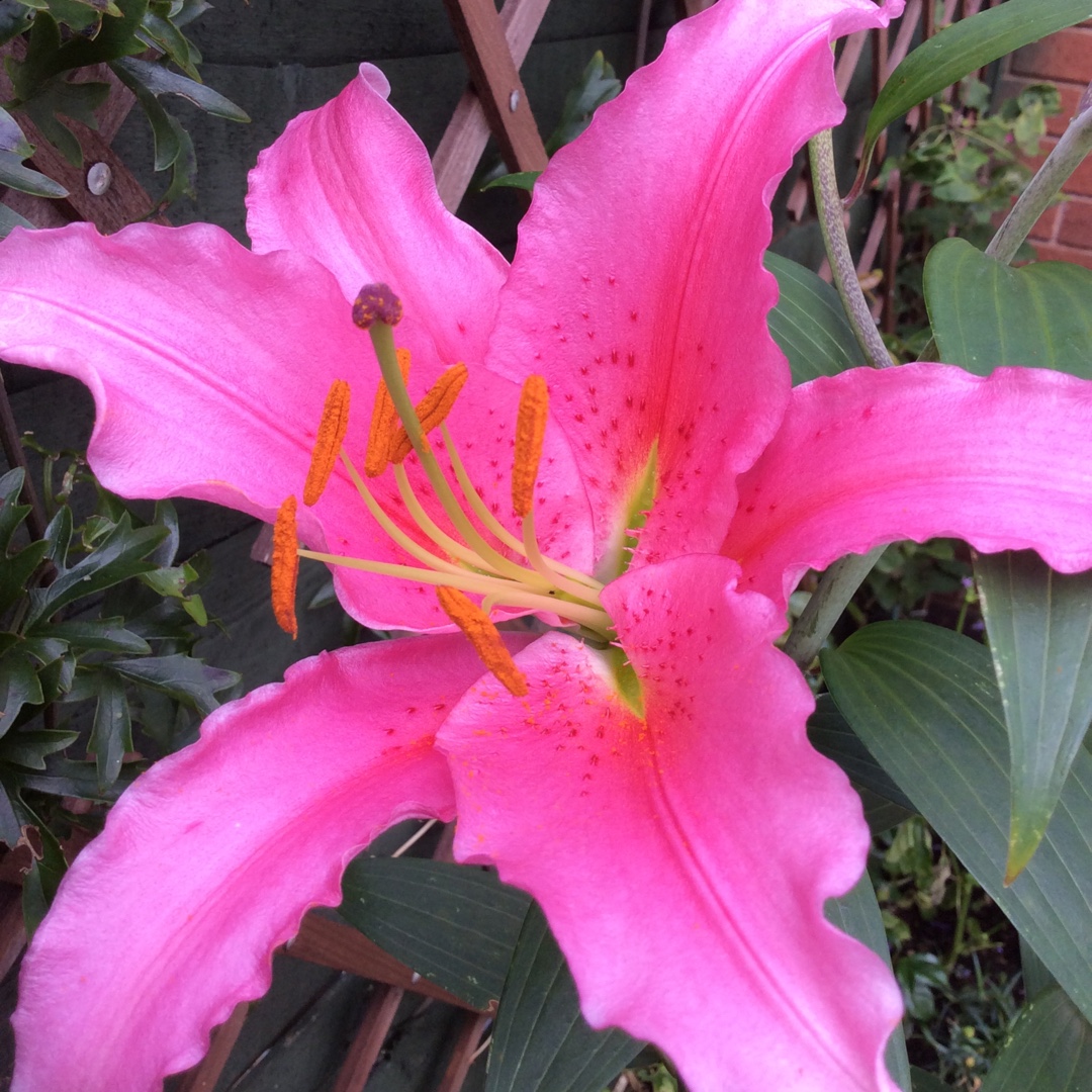 Lilium Acapulco in the GardenTags plant encyclopedia Lily Acapulco (Oriental) in the GardenTags plant encyclopedia