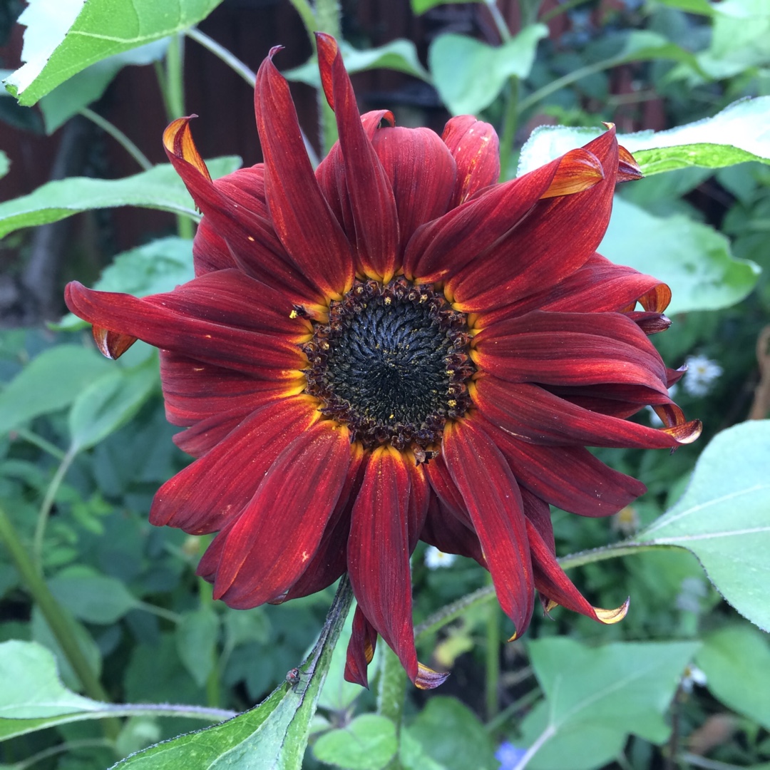 Helianthus annuus Earth Walker in the GardenTags plant encyclopedia Sunflower Earth Walker in the GardenTags plant encyclopedia