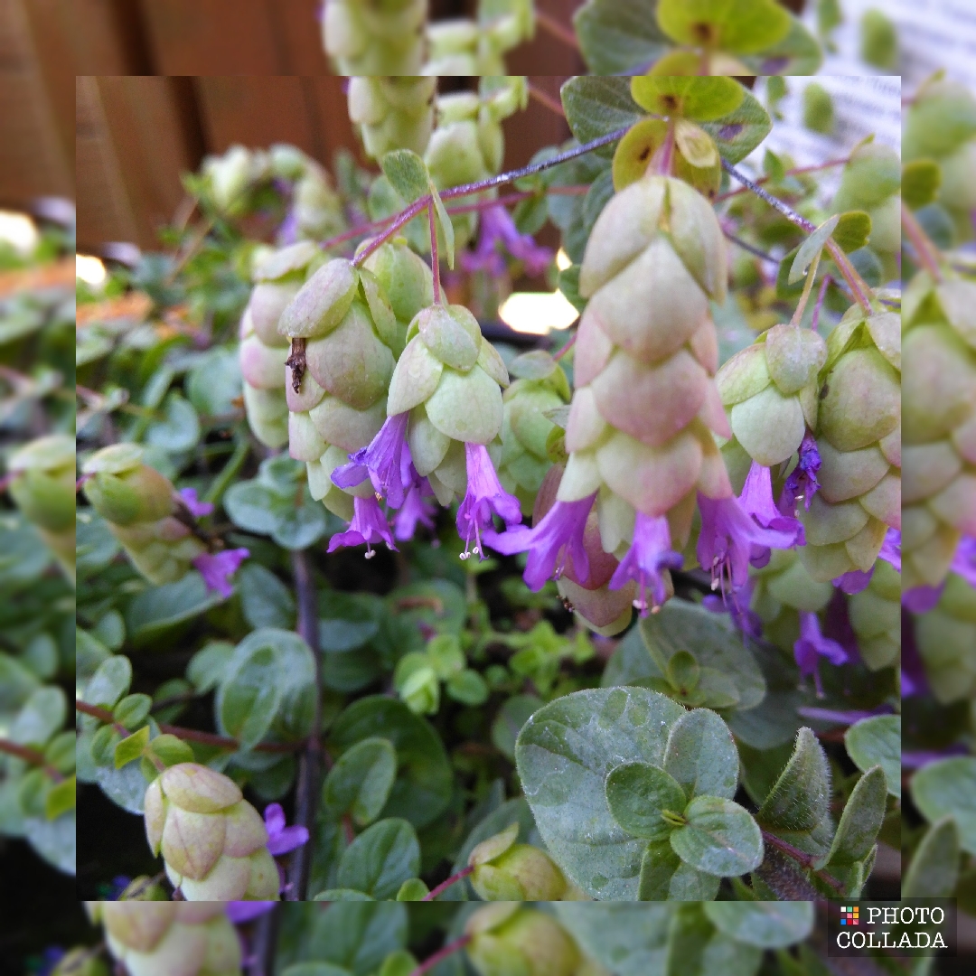 Ornamental Oregano Amethyst Falls in the GardenTags plant encyclopedia
