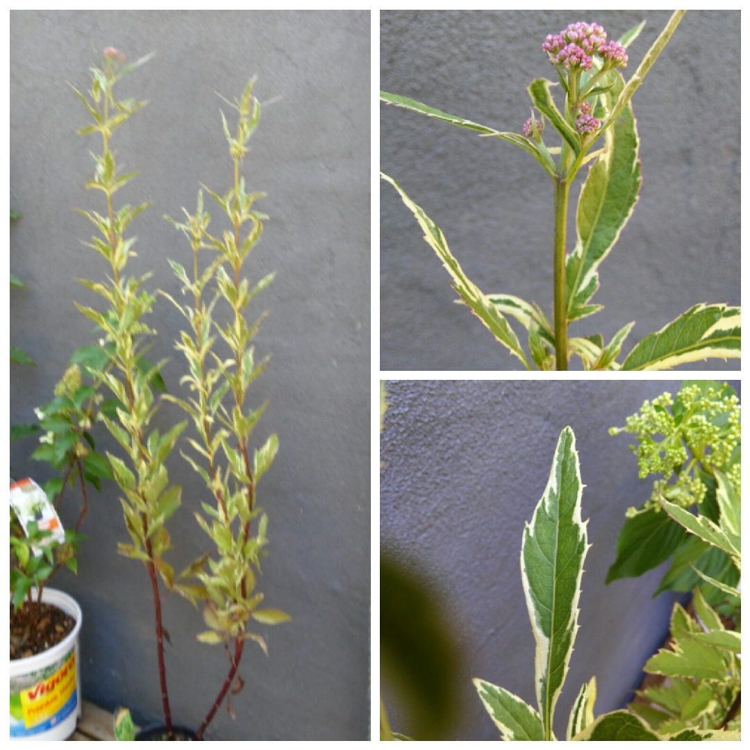 Eupatorium fortunei Capri in the GardenTags plant encyclopedia Joe Pye Weed Capri in the GardenTags plant encyclopedia