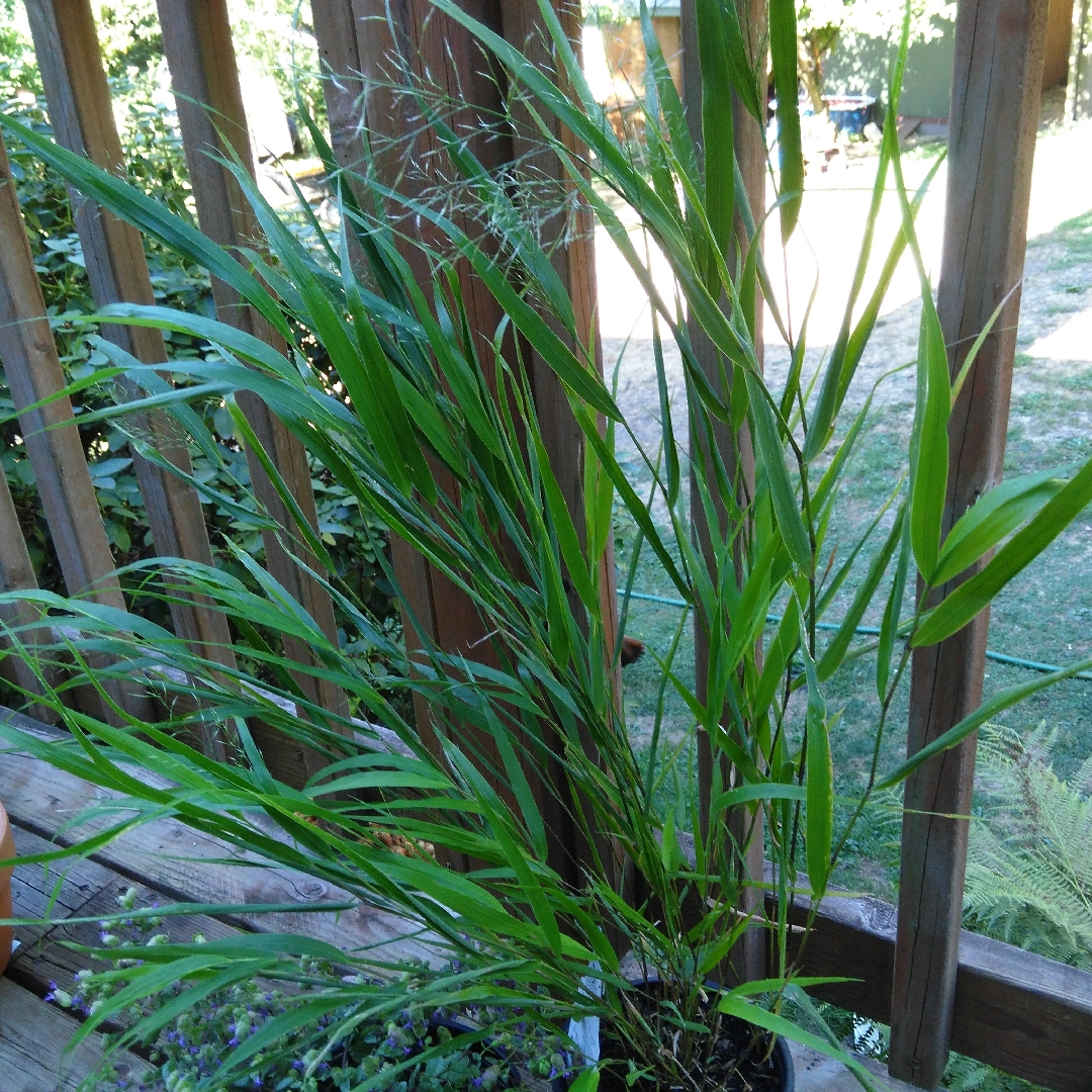 Hakonechloa macra Beni-kaze in the GardenTags plant encyclopedia Japanese Forest Grass Beni-kaze in the GardenTags plant encyclopedia