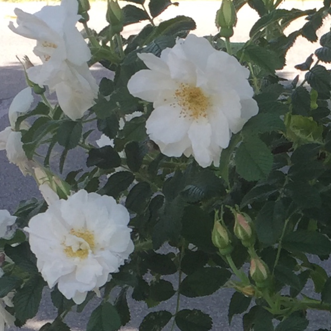 Rosa Henry Hudson in the GardenTags plant encyclopedia Rose Henry Hudson (Rugosa) in the GardenTags plant encyclopedia
