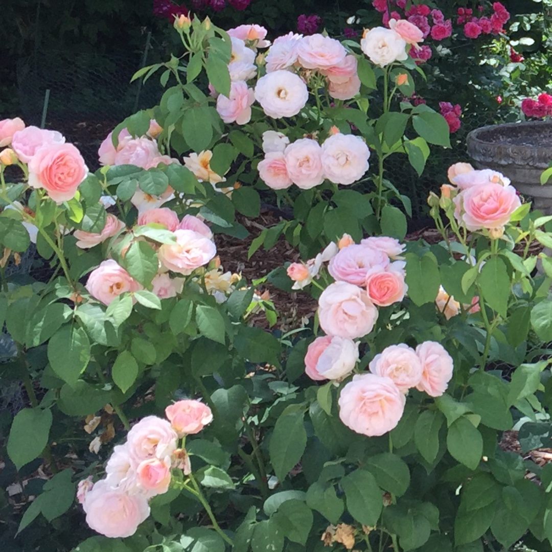 Rosa Ausleap syn. Rosa Sweet Juliet in the GardenTags plant encyclopedia Rose Sweet Juliet (Shrub) in the GardenTags plant encyclopedia