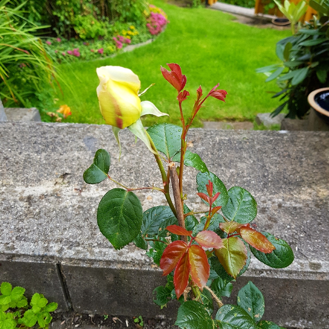 Rosa Elfe in the GardenTags plant encyclopedia Hybrid Tea Rose Elfe in the GardenTags plant encyclopedia