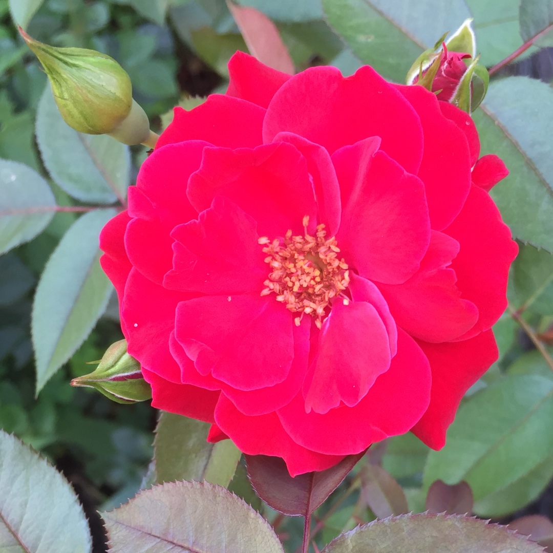 Rosa Como Park in the GardenTags plant encyclopedia Rose Como Park in the GardenTags plant encyclopedia