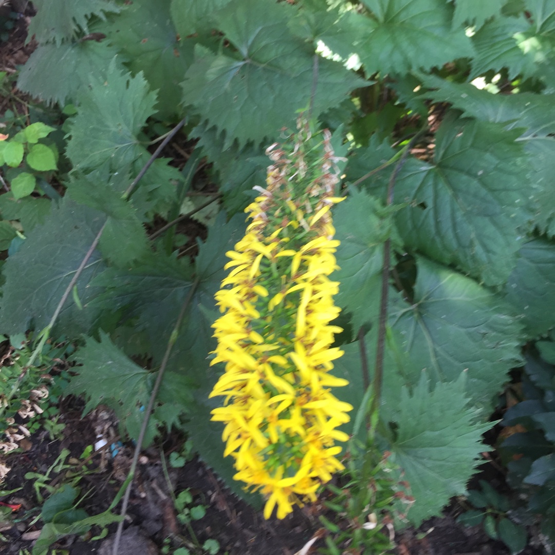 Ligularia stenocephala Little Rocket in the GardenTags plant encyclopedia Dwarf Leopard Plant Little Rocket in the GardenTags plant encyclopedia