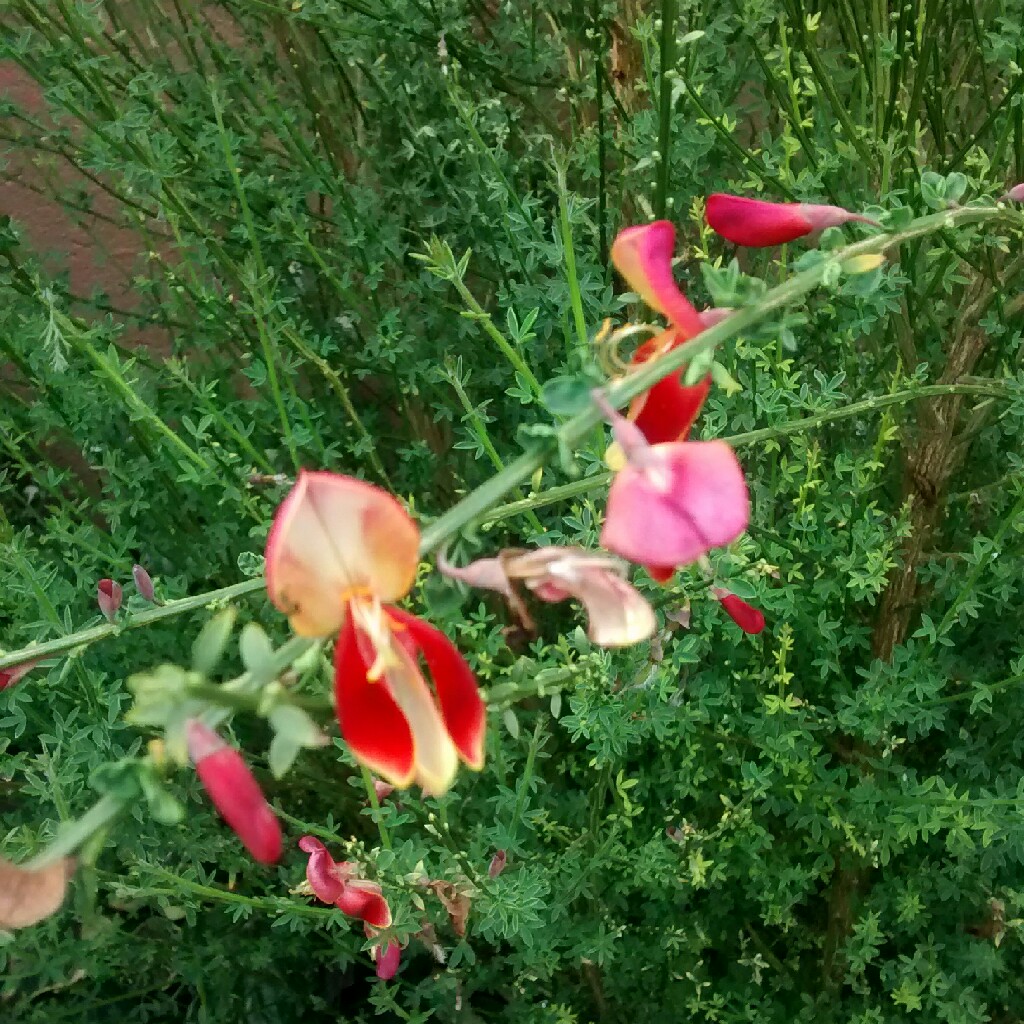 Cytisus Red Wings in the GardenTags plant encyclopedia Broom Red Wings in the GardenTags plant encyclopedia