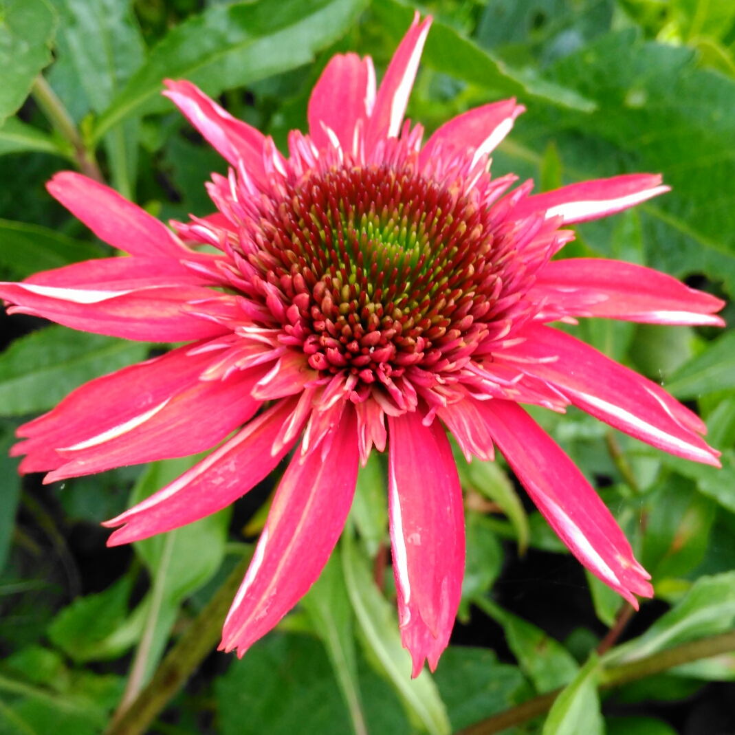 Echinacea Balscanery (Double Scoop Series) syn. Echinacea Double Scoop Cranberry in the GardenTags plant encyclopedia Coneflower Double Scoop Cranberry in the GardenTags plant encyclopedia