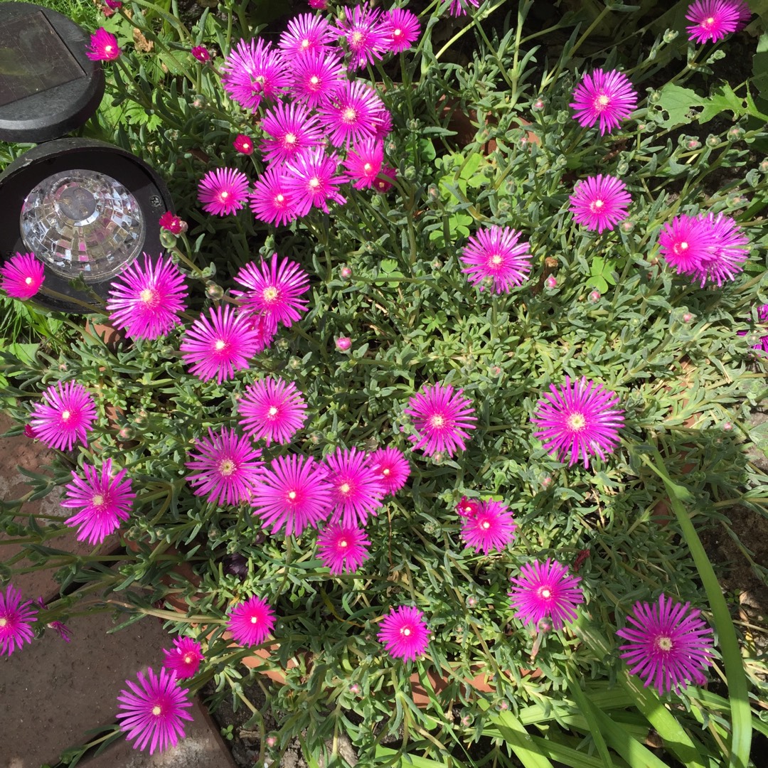 Delosperma Purple Buttons in the GardenTags plant encyclopedia Purple Buttons in the GardenTags plant encyclopedia