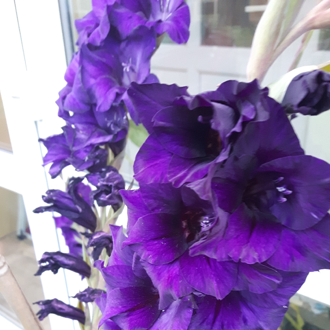 Gladiolus Purple Flora in the GardenTags plant encyclopedia Gladioli Purple Flora in the GardenTags plant encyclopedia