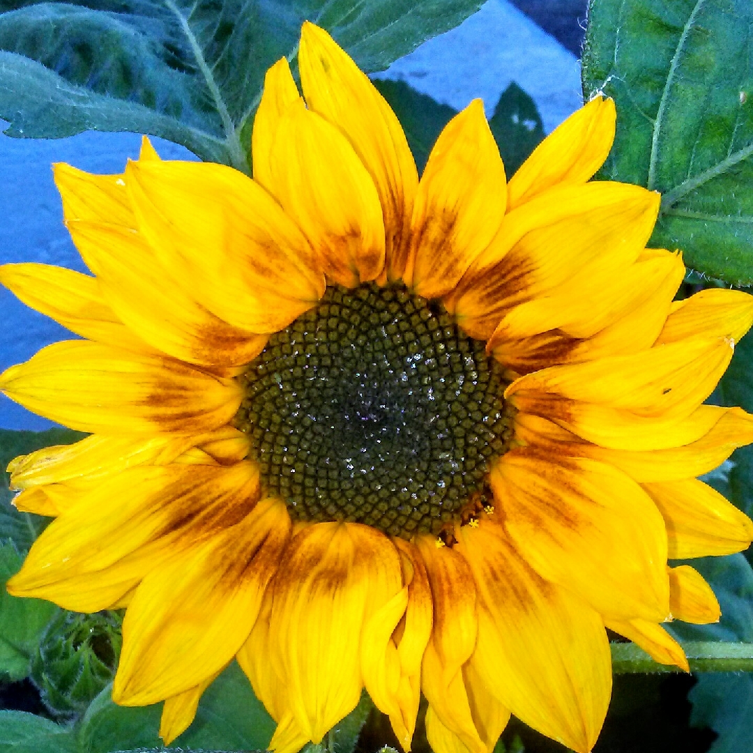 Helianthus annuus Music Box in the GardenTags plant encyclopedia Sunflower Music Box in the GardenTags plant encyclopedia