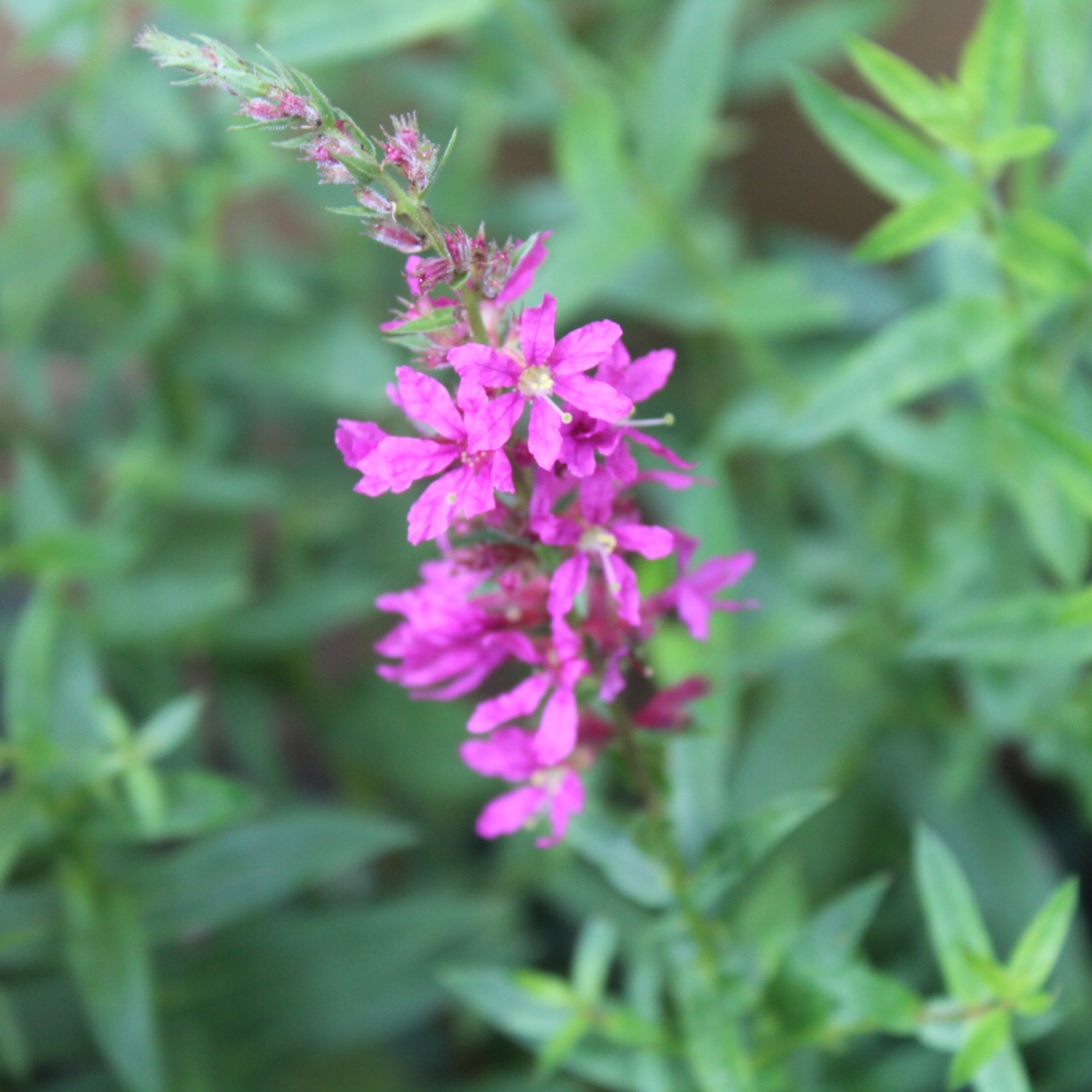 Lythrum salicaria Modern Pink in the GardenTags plant encyclopedia Loosestrife Modern Pink in the GardenTags plant encyclopedia