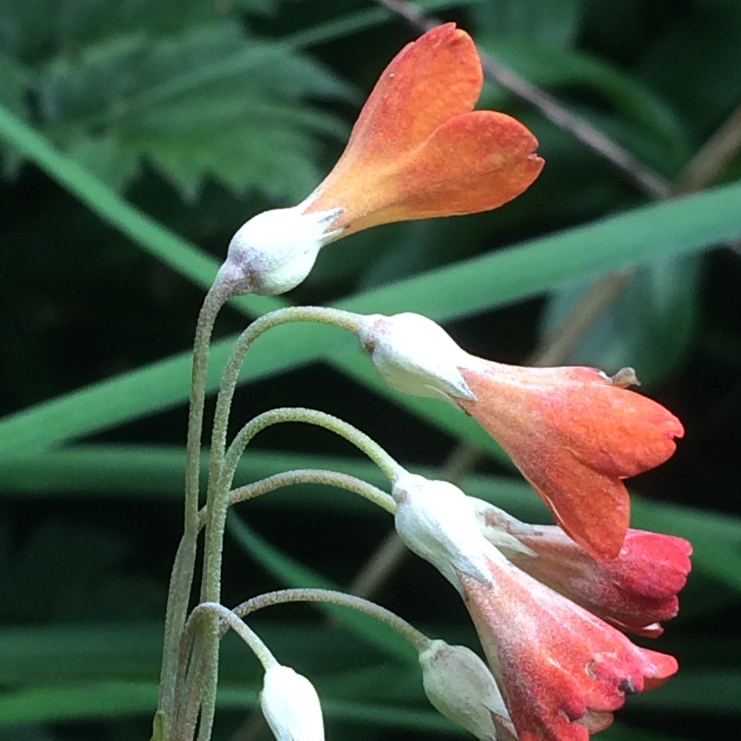 Primula florindae Keilour Hybrid in the GardenTags plant encyclopedia Tibetan Cowslip Keilour Hybrid in the GardenTags plant encyclopedia