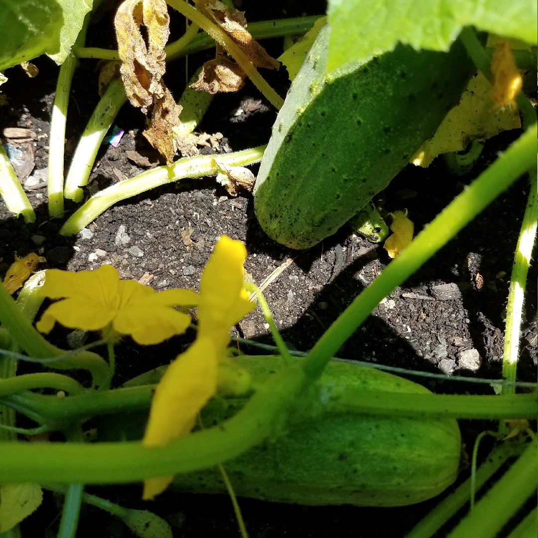 Cucumber Boston Pickling in the GardenTags plant encyclopedia