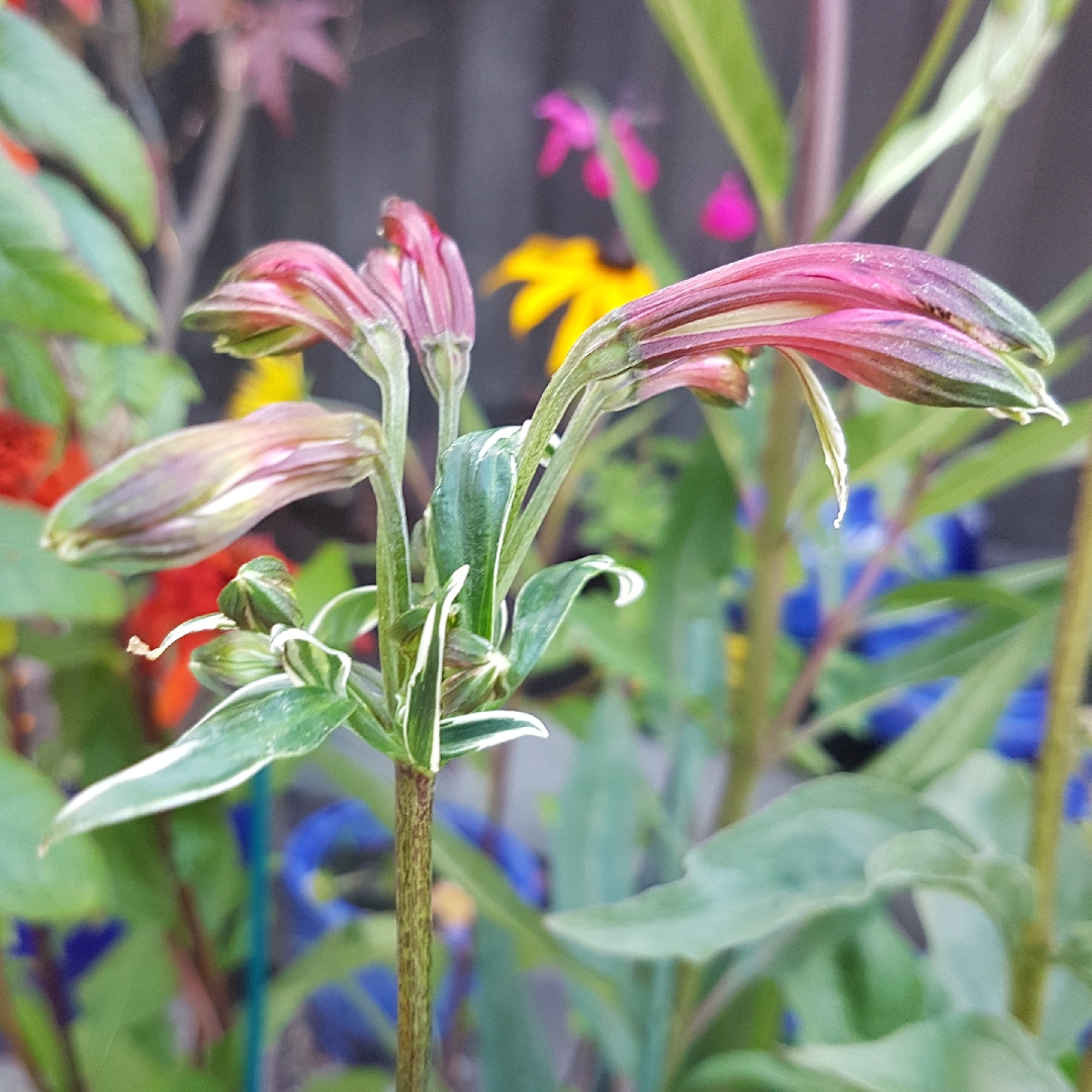 Alstroemeria psittacina Royal Star syn. Alstroemeria psittacina Variegata in the GardenTags plant encyclopedia Peruvian Lily Royal Star in the GardenTags plant encyclopedia
