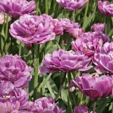 Tulipa Lilac Perfection in the GardenTags plant encyclopedia Tulip Lilac Perfection (Double Late) in the GardenTags plant encyclopedia