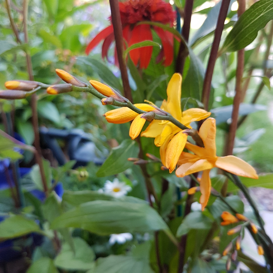 Crocosmia x crocosmiiflora Solfatare in the GardenTags plant encyclopedia Montbretia Solfatare in the GardenTags plant encyclopedia