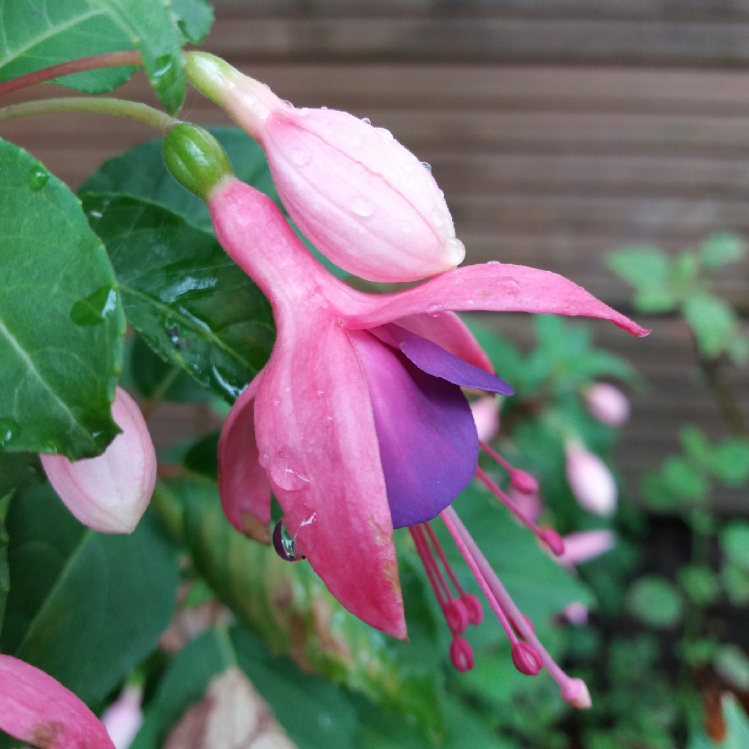 Fuchsia Chillerton Beauty in the GardenTags plant encyclopedia Fuchsia Chillerton Beauty in the GardenTags plant encyclopedia