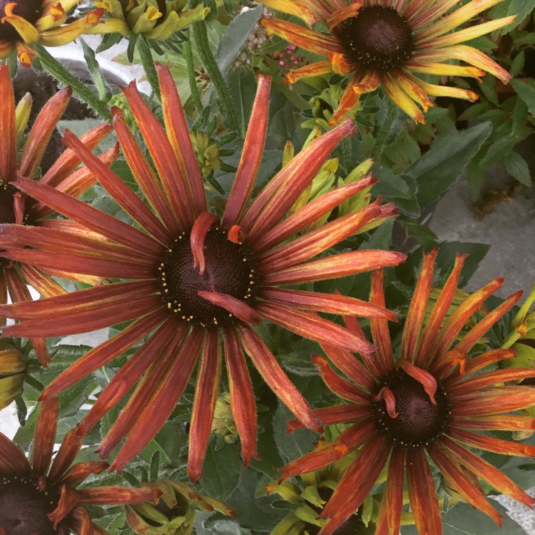 Rudbeckia Et Rdb 404 (Summerina Series) in the GardenTags plant encyclopedia Coneflower Summerina Electric Shock in the GardenTags plant encyclopedia
