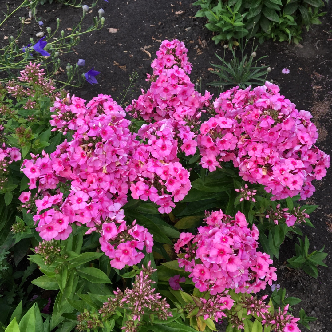 Phlox Paniculata Volcano Pink in the GardenTags plant encyclopedia Phlox Volcano Pink in the GardenTags plant encyclopedia