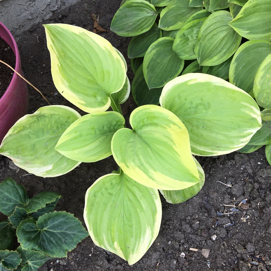 Hosta Fragrant Fire in the GardenTags plant encyclopedia Plantain Lily Fragrant Fire in the GardenTags plant encyclopedia