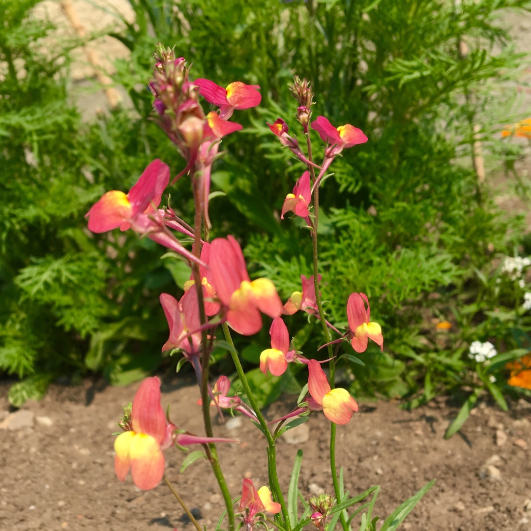 Linaria maroccana Licilia Peach in the GardenTags plant encyclopedia Toadflax Licilia Peach in the GardenTags plant encyclopedia
