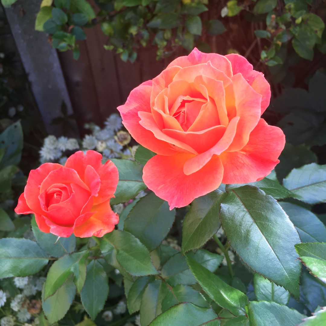 Rosa Harwelcome syn. Rosa Fellowship, Rosa Livin Easy in the GardenTags plant encyclopedia Rose Fellowship (Floribunda) in the GardenTags plant encyclopedia
