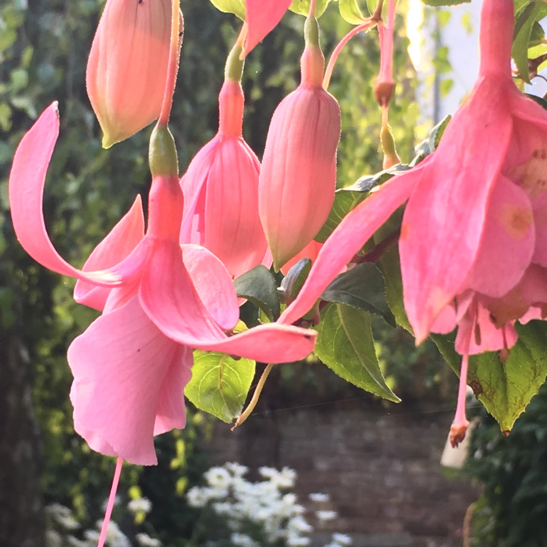 Fuchsia Julie Horton in the GardenTags plant encyclopedia Fuchsia Julie Horton in the GardenTags plant encyclopedia