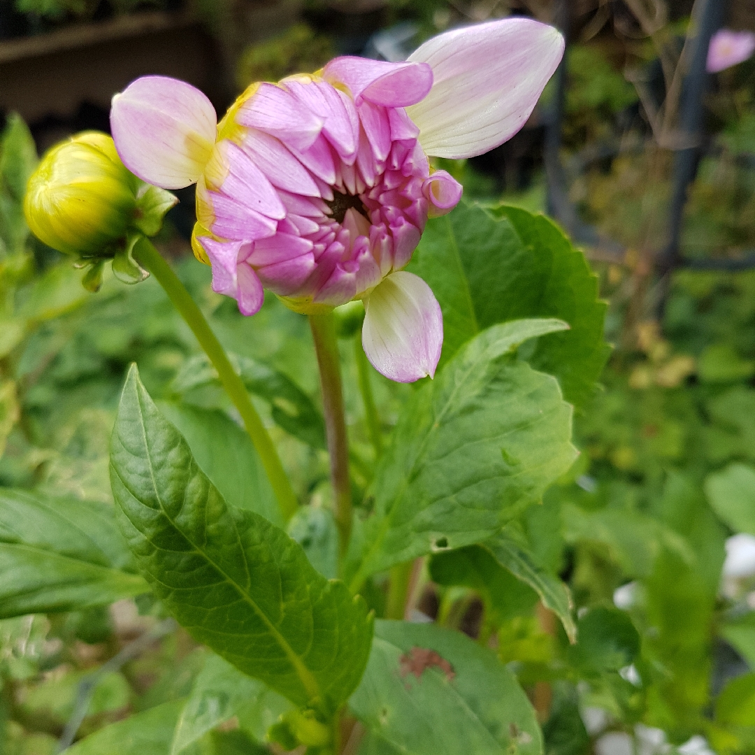 Dahlia Vals Candy in the GardenTags plant encyclopedia Dahlia Vals Candy in the GardenTags plant encyclopedia