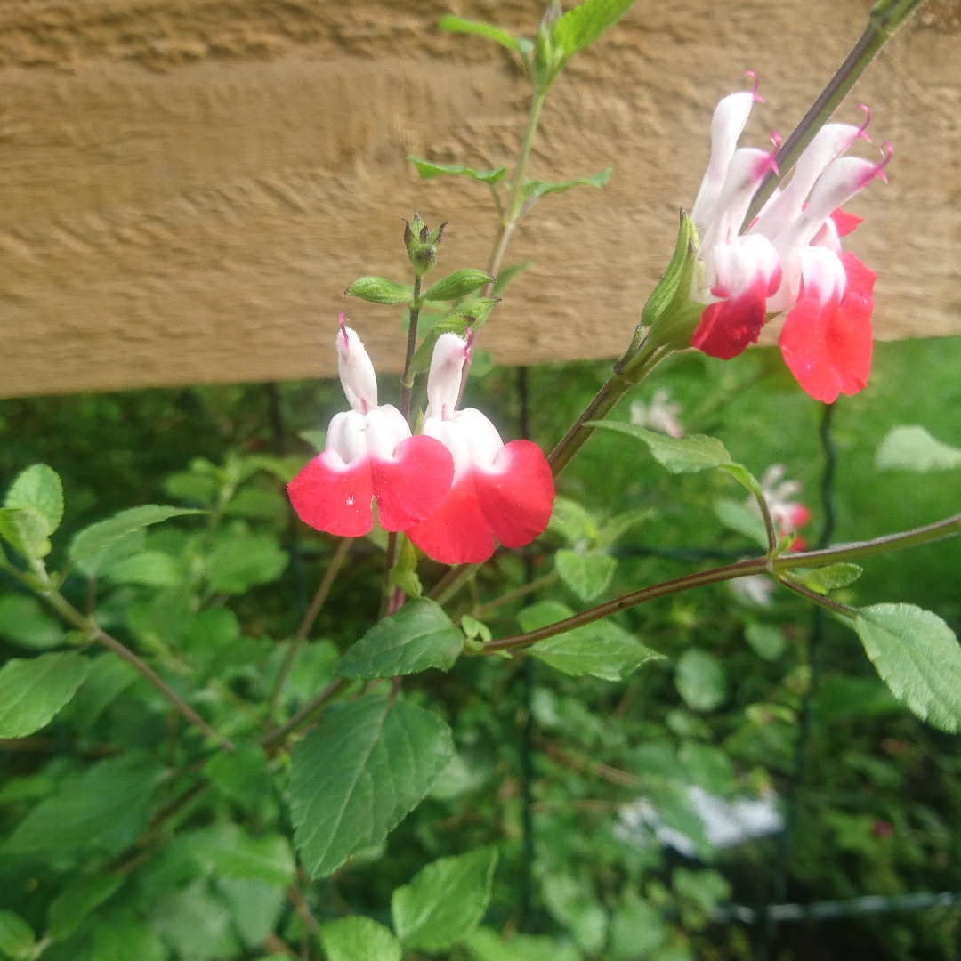 Salvia microphylla Kunth in the GardenTags plant encyclopedia Salvia Kunth in the GardenTags plant encyclopedia