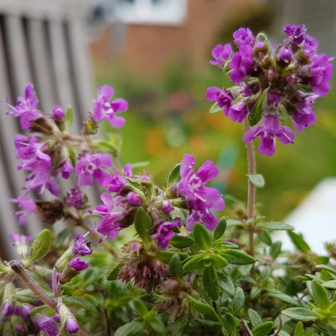 Thymus serpyllum Pink Ripple in the GardenTags plant encyclopedia Creeping Thyme Pink Ripple in the GardenTags plant encyclopedia