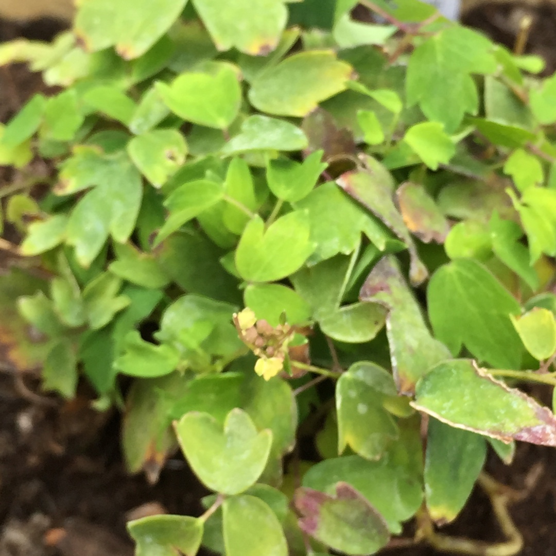 Thalictrum kiusianum in the GardenTags plant encyclopedia Dwarf Meadow-rue in the GardenTags plant encyclopedia